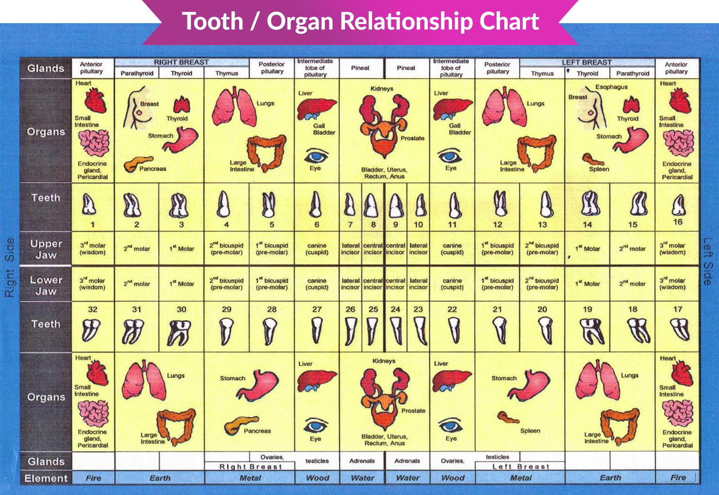 Tooth Meridian Chart